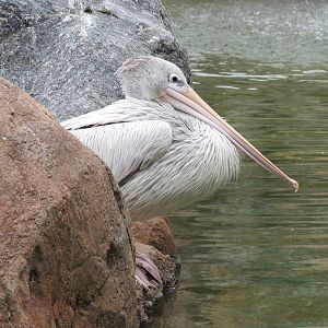 African Savanna - Main Exhibit - Waterhole Area - Pink-backed Pelican