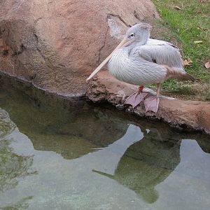 African Savanna - Main Exhibit - Waterhole Area - Pink-backed Pelican