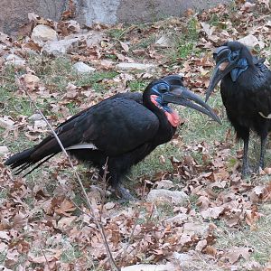 African Savanna - Main Exhibit - Abyssinian Ground Hornbill