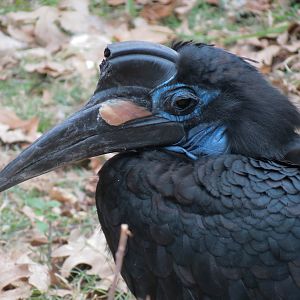 African Savanna - Main Exhibit - Abyssinian Ground Hornbill