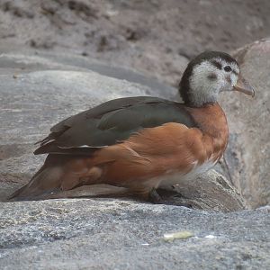 African Savanna - Aviary - African Pygmy Goose