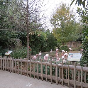 African Savanna - Greater and Lesser Flamingos Exhibit