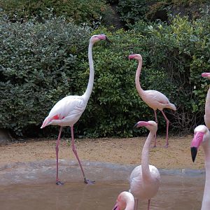 African Savanna - Greater and Lesser Flamingos Exhibit