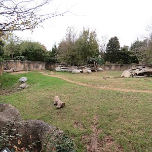 African Savanna - Black Rhinoceros Exhibit 1