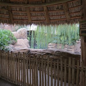 African Savanna - Hippopotamus Exhibit