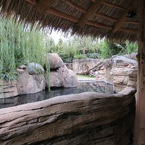 African Savanna - Hippopotamus Exhibit