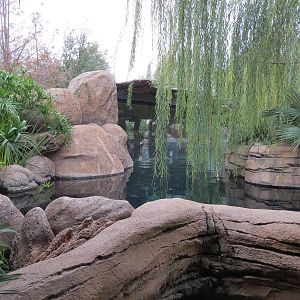 African Savanna - Hippopotamus Exhibit