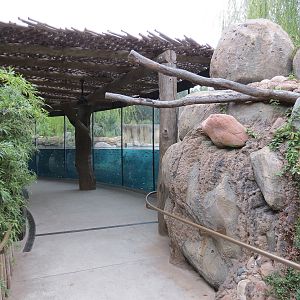 African Savanna - Hippopotamus Exhibit
