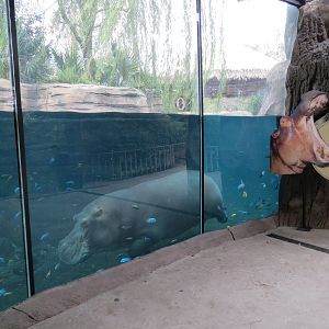 African Savanna - Hippopotamus Exhibit