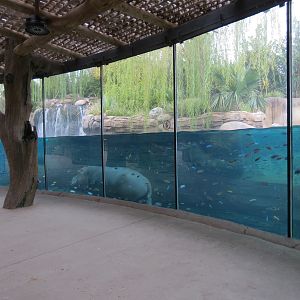 African Savanna - Hippopotamus Exhibit