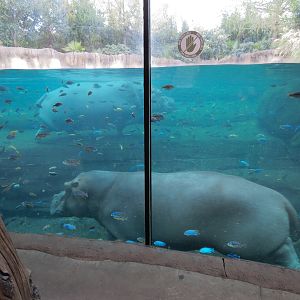 African Savanna - Hippopotamus Exhibit
