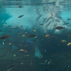 African Savanna - Hippopotamus Exhibit