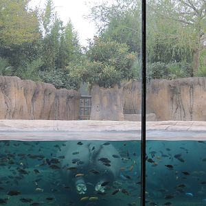 African Savanna - Hippopotamus Exhibit