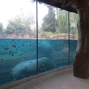 African Savanna - Hippopotamus Exhibit