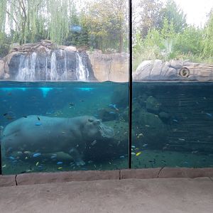African Savanna - Hippopotamus Exhibit