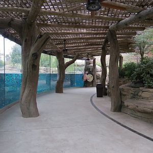 African Savanna - Hippopotamus Exhibit