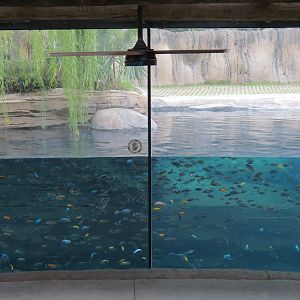 African Savanna - Hippopotamus Exhibit