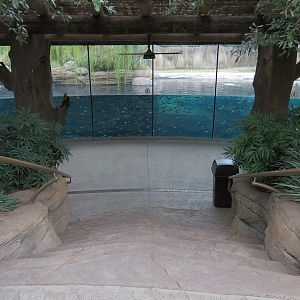 African Savanna - Hippopotamus Exhibit