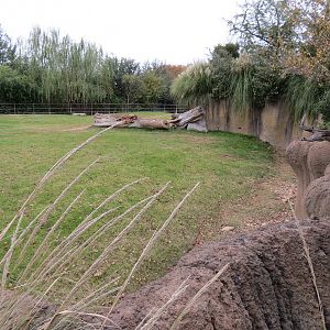 African Savanna - Black Rhinoceros Exhibit 2