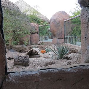 African Savanna - Meerkat Exhibit