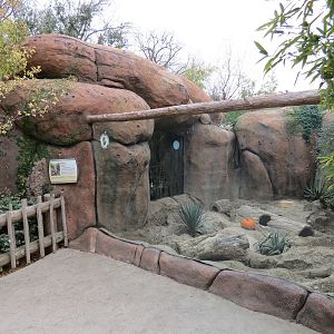 African Savanna - Meerkat Exhibit