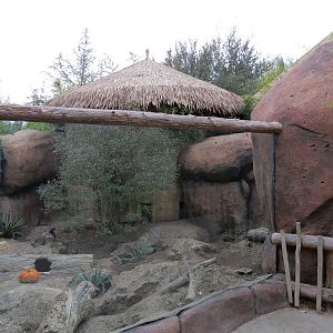 African Savanna - Meerkat Exhibit