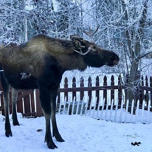 Moose - Alaska