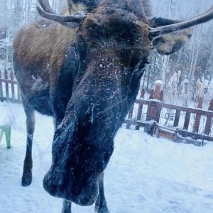 Moose - Alaska