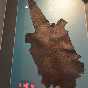 Chinese pangolin/Manis pentadactyla ,leather