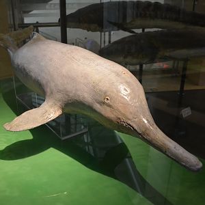 Baiji/Lipotes vexillifer