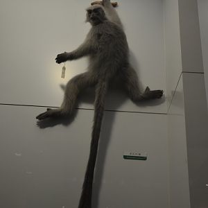 Mariol/Trachypithecus shortridgei