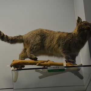 Chinese Mountain Cat/Felis bieti