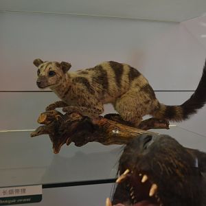 Owston’s Palm Civets /Chrotogale owstoni