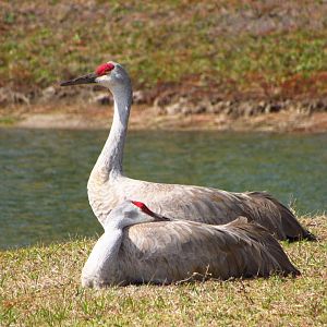 Sandhill Cranes Resting