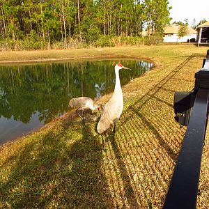 Sandhill Cranes