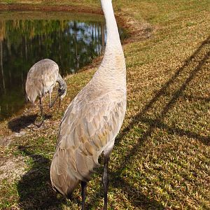 Sandhill Cranes