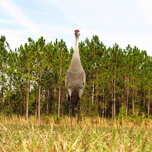 Sandhill Crane Ground View