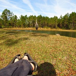 Sandhill Crane Closeness