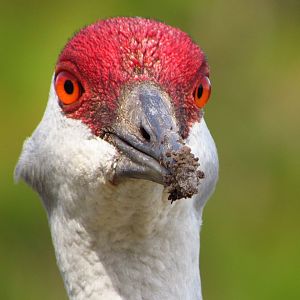 Sandhill Crane Facial Closeup