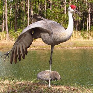Sandhill Crane Stretching