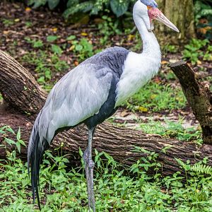 The wattled crane (Grus carunculata)
