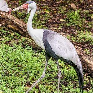 The wattled crane (Grus carunculata)
