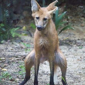 Fishing Cat Trail - Maned Wolf (Chrysocyon brachyurus)
