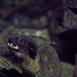 The small-toothed palm civet (Arctogalidia trivirgata)