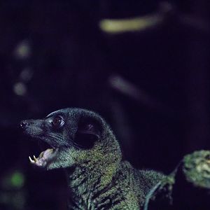 The small-toothed palm civet (Arctogalidia trivirgata)