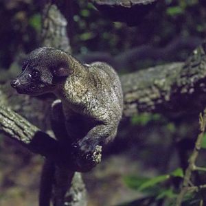 The small-toothed palm civet (Arctogalidia trivirgata)