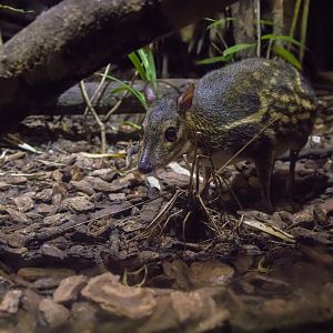 The yellow-striped chevrotain (Moschiola kathygre)