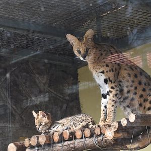 serval (Leptailurus serval) baby and mother
