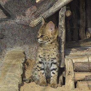 serval (Leptailurus serval)