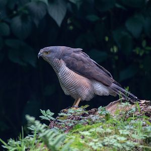 African goshawk : Cotswold Falconry Centre : 04 Sep 2020